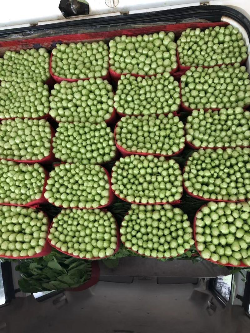 油菜产地直发