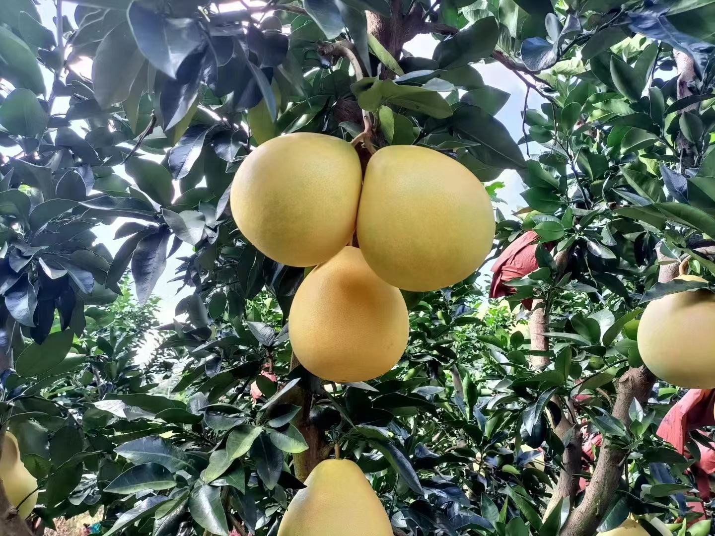 柚子树上挂满果实