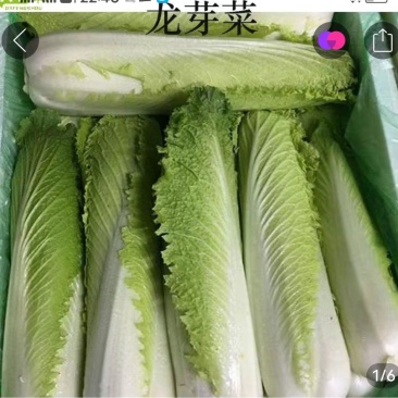龙牙白菜