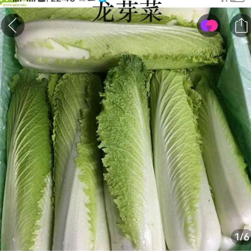 龙牙白菜