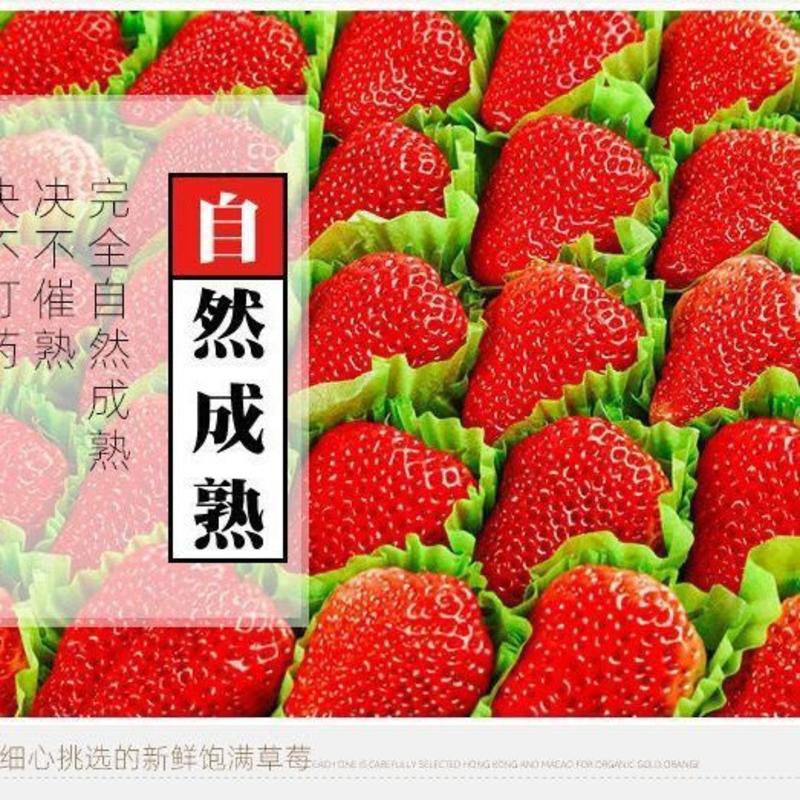 云南夏季双流草莓
