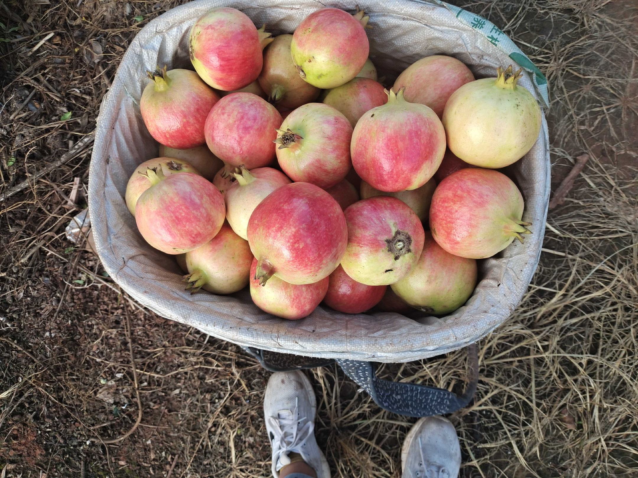 会理传统硬籽石榴采摘现场