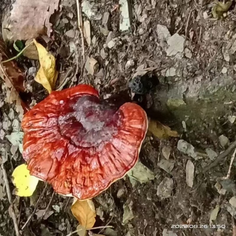 金边灵芝