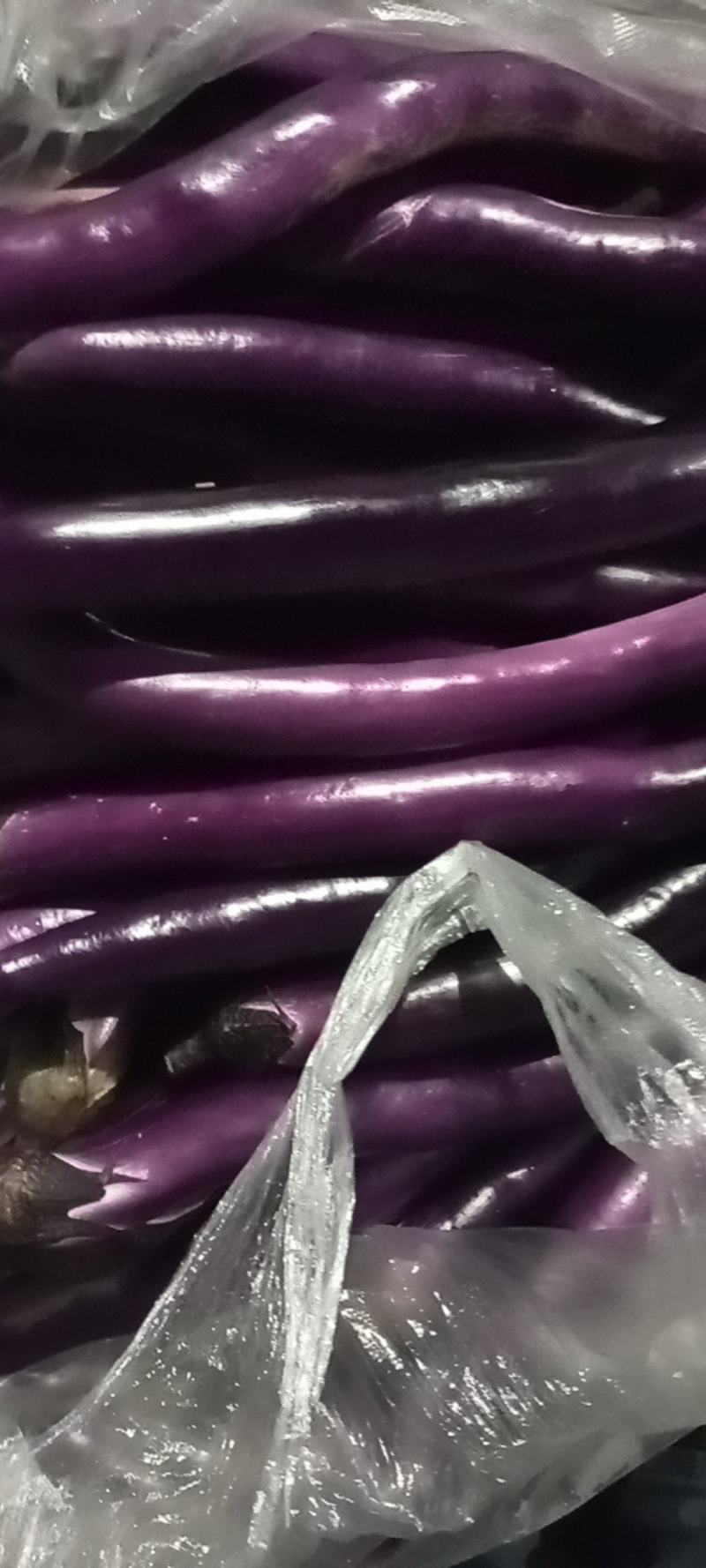 紫茄，黑茄大量出售