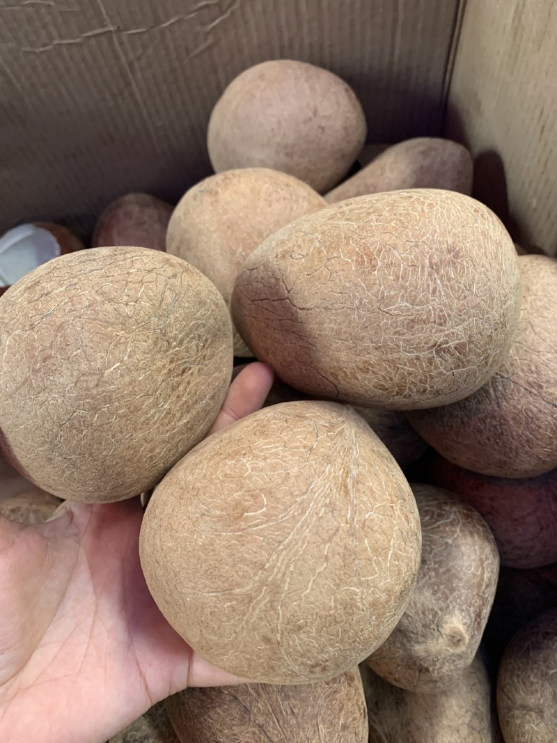 新鲜新货椰子皇天然海底椰皇青王干椰子肉煲炖汤材料甜品糖水