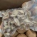新鲜新货椰子皇天然海底椰皇青王干椰子肉煲炖汤材料甜品糖水