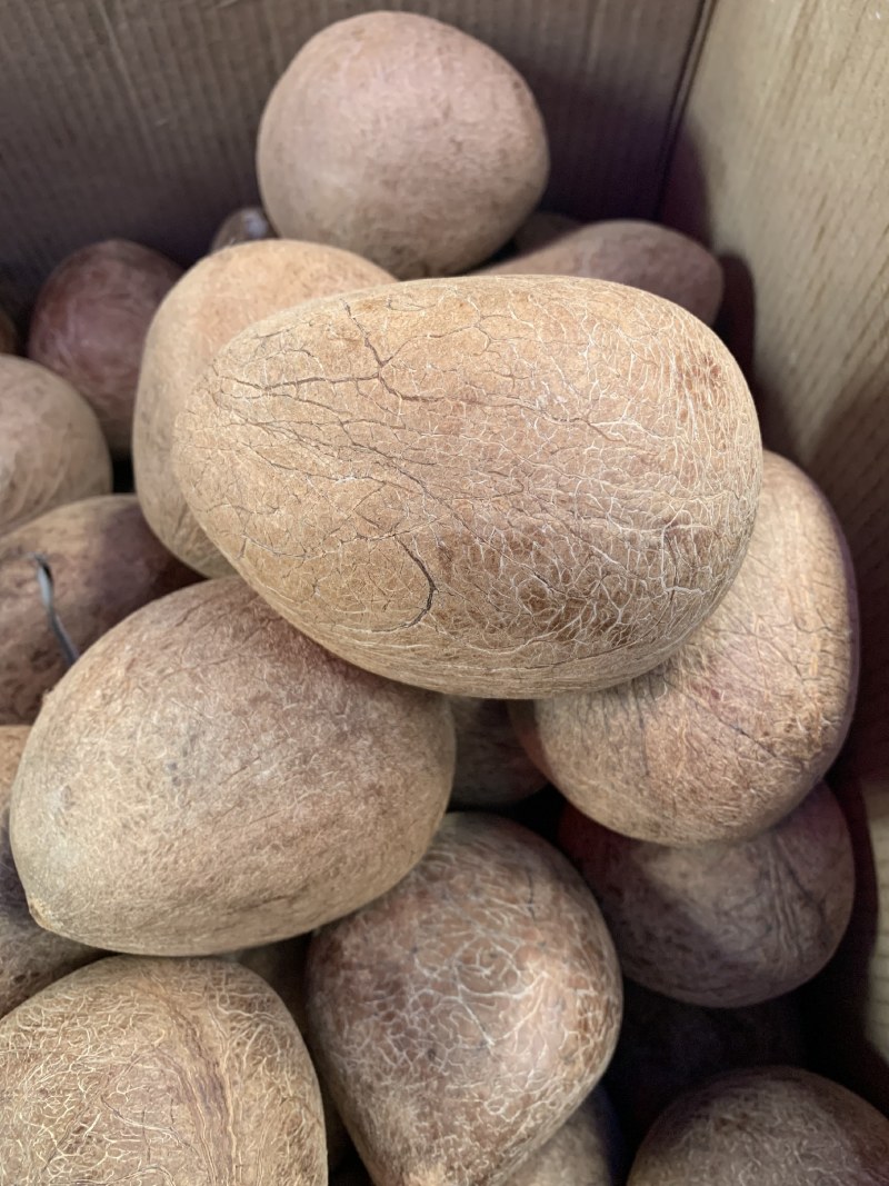 新鲜新货椰子皇天然海底椰皇青王干椰子肉煲炖汤材料甜品糖水
