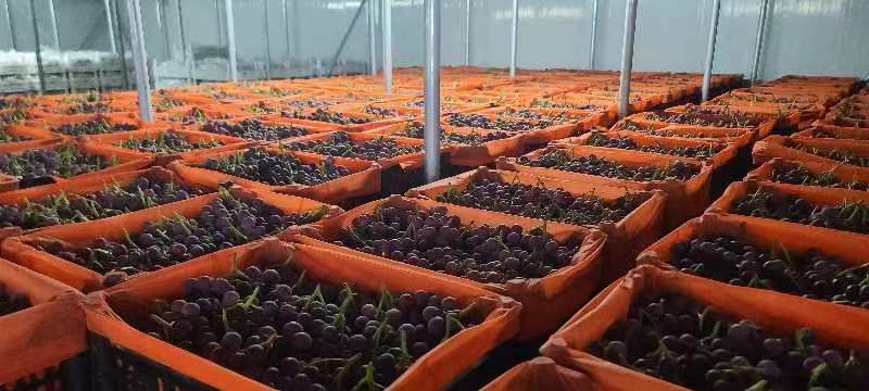 巨峰葡萄包装与市场销售