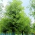 养冠香樟12-15公分