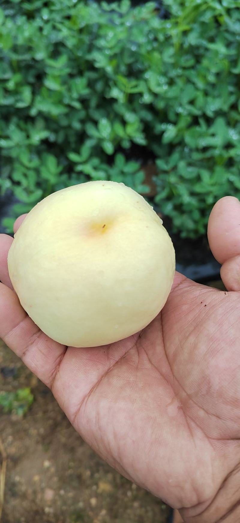 精品油二十