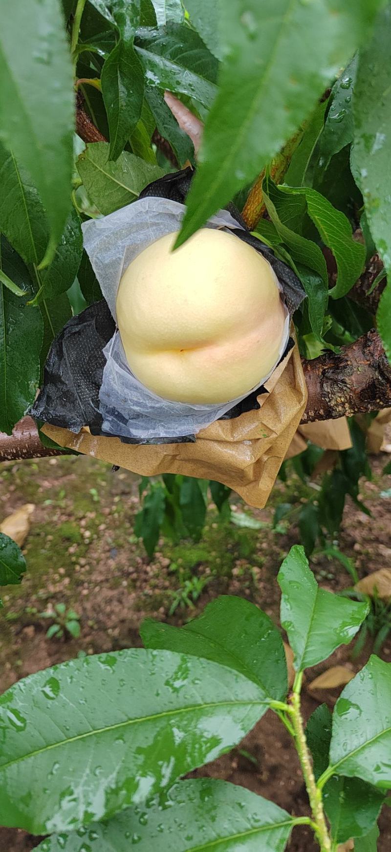 精品油二十