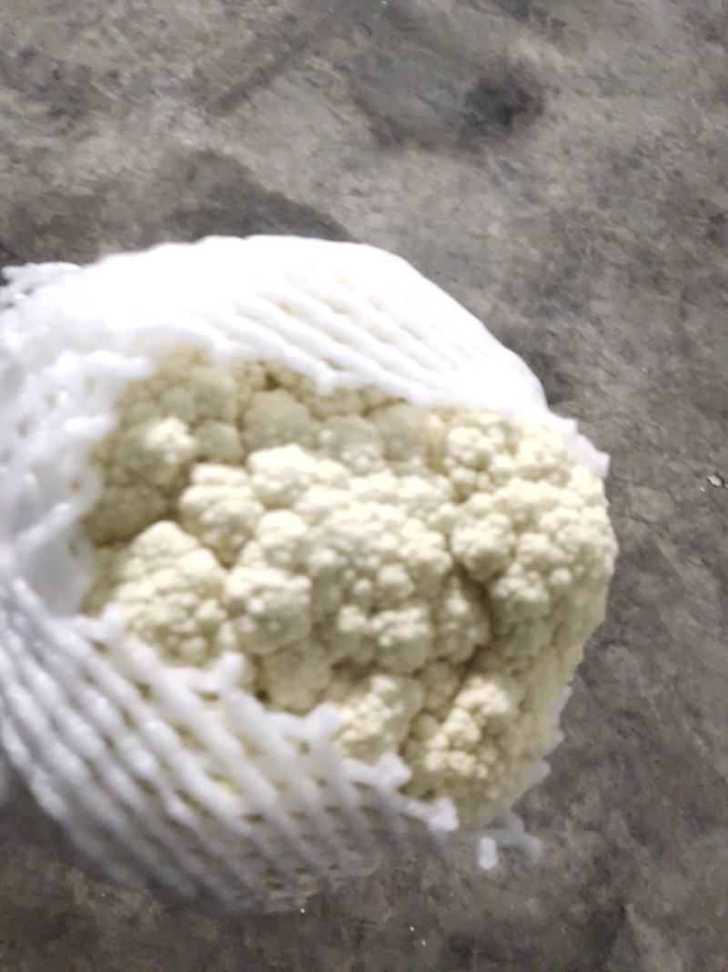 青梗，白面有机花，万亩蔬菜基地，要的抓紧联系诚信合作，