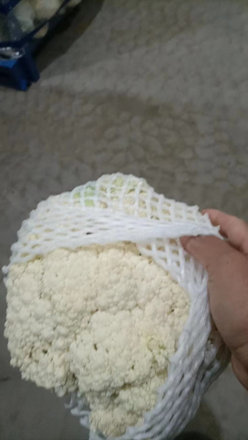 青梗，白面有机花，万亩蔬菜基地，要的抓紧联系诚信合作，
