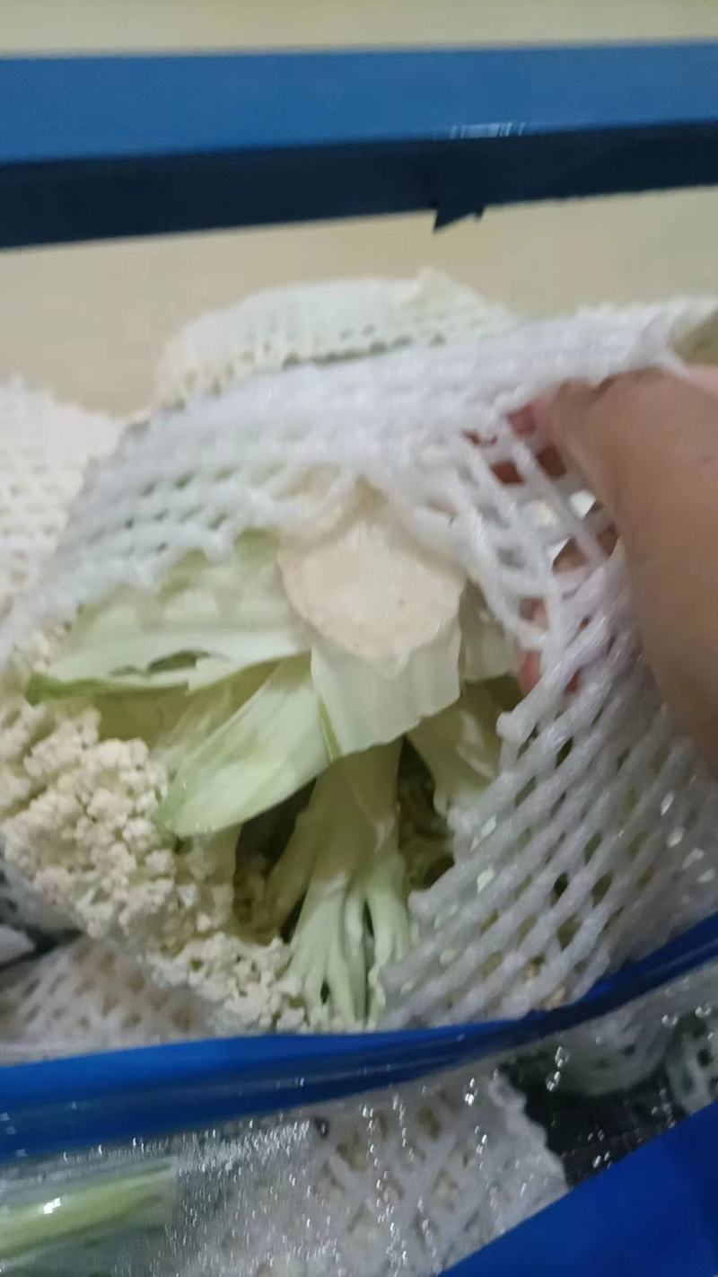 青梗，白面有机花，万亩蔬菜基地，要的抓紧联系诚信合作，