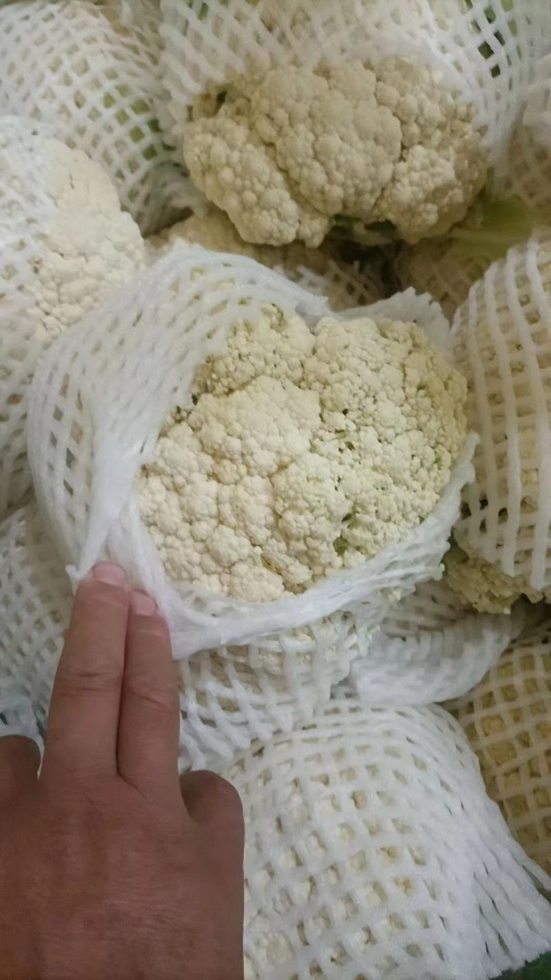 青梗，白面有机花，万亩蔬菜基地，要的抓紧联系诚信合作，