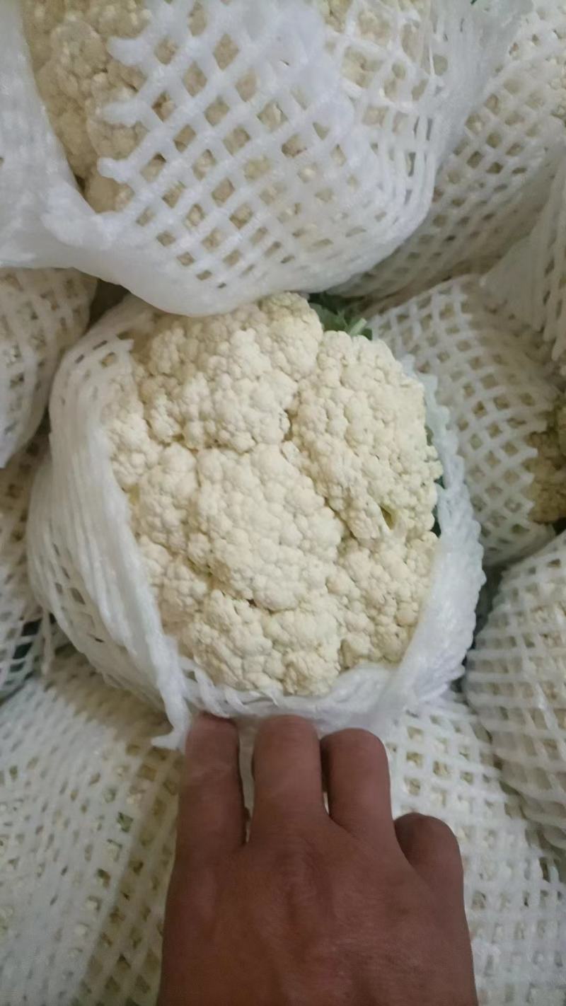 青梗，白面有机花，万亩蔬菜基地，要的抓紧联系诚信合作，