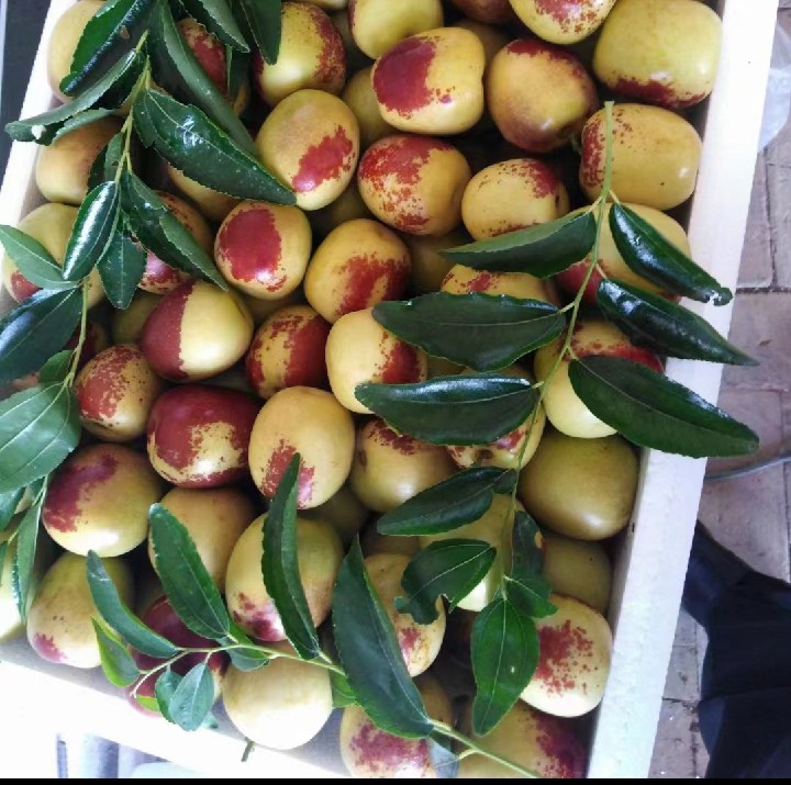 冬枣品种对比图