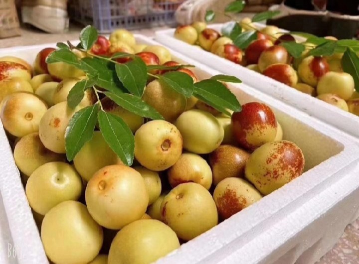 大荔樱桃采摘与冷链包装现场