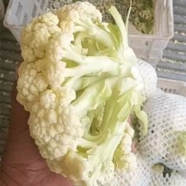 80散花大量有货