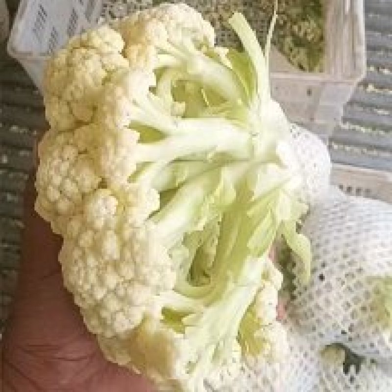 80散花大量有货