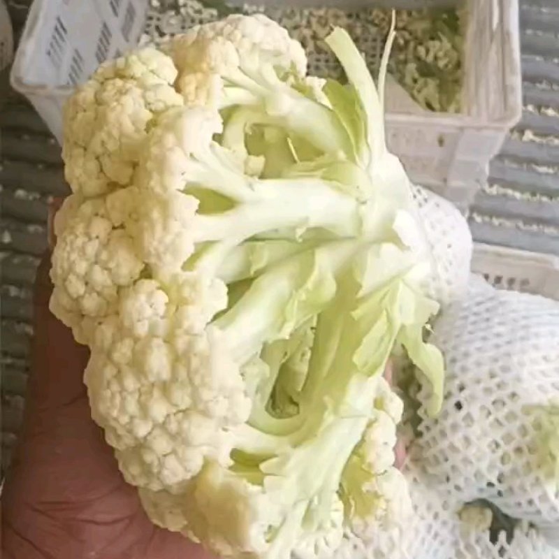 80散花大量有货