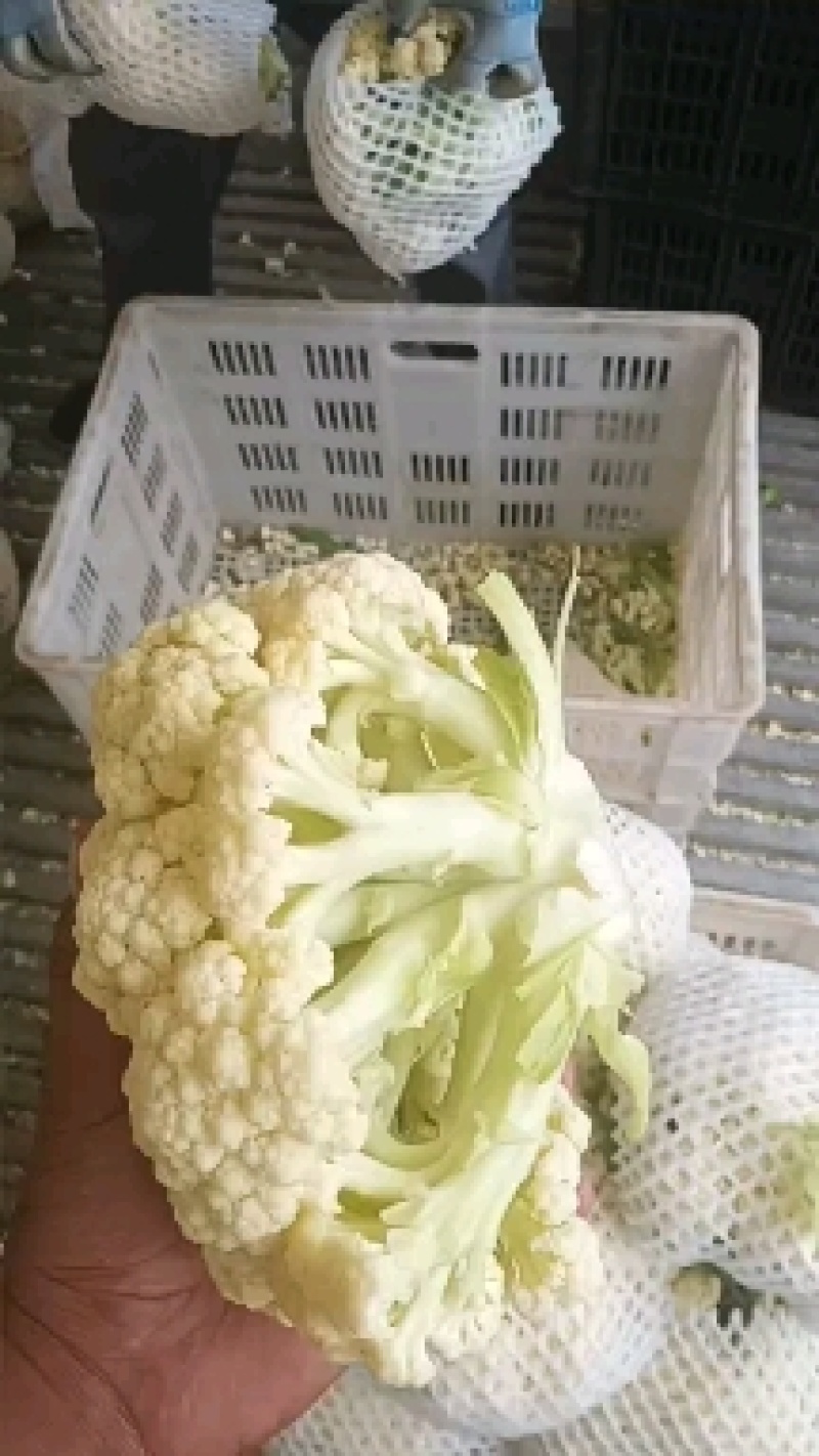 80散花大量有货