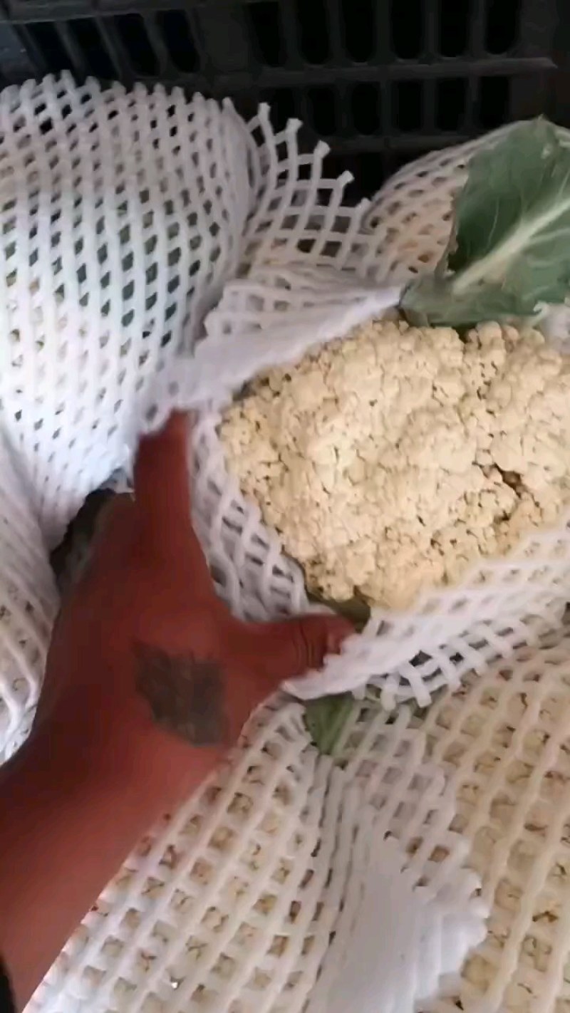 80散花大量有货