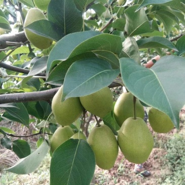 精品香梨