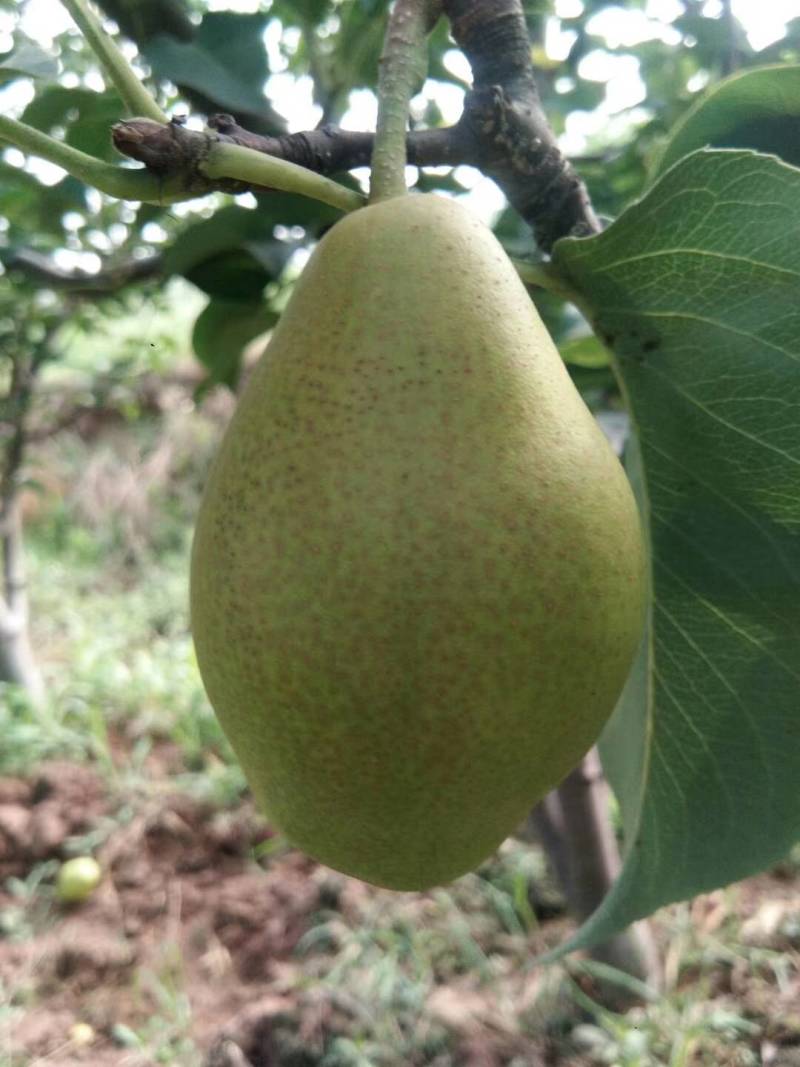 精品香梨
