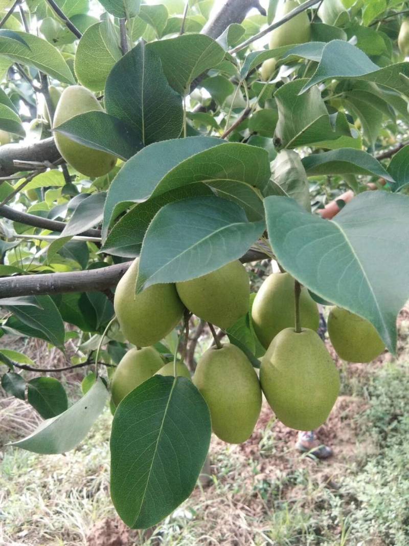 精品香梨