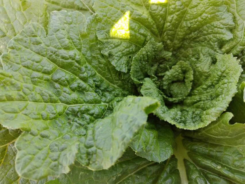 皱叶甘蓝植物特写,叶片呈深绿色且边缘卷曲,生长在阳光下的菜园中 皱叶甘蓝的植物特写