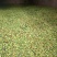 2025酸枣现货出售酸枣野酸枣量大质优出仁率高