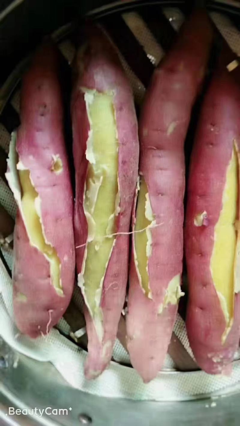 临潼板栗红薯大量上市，，干面甜无丝，保证质量，现挖现卖