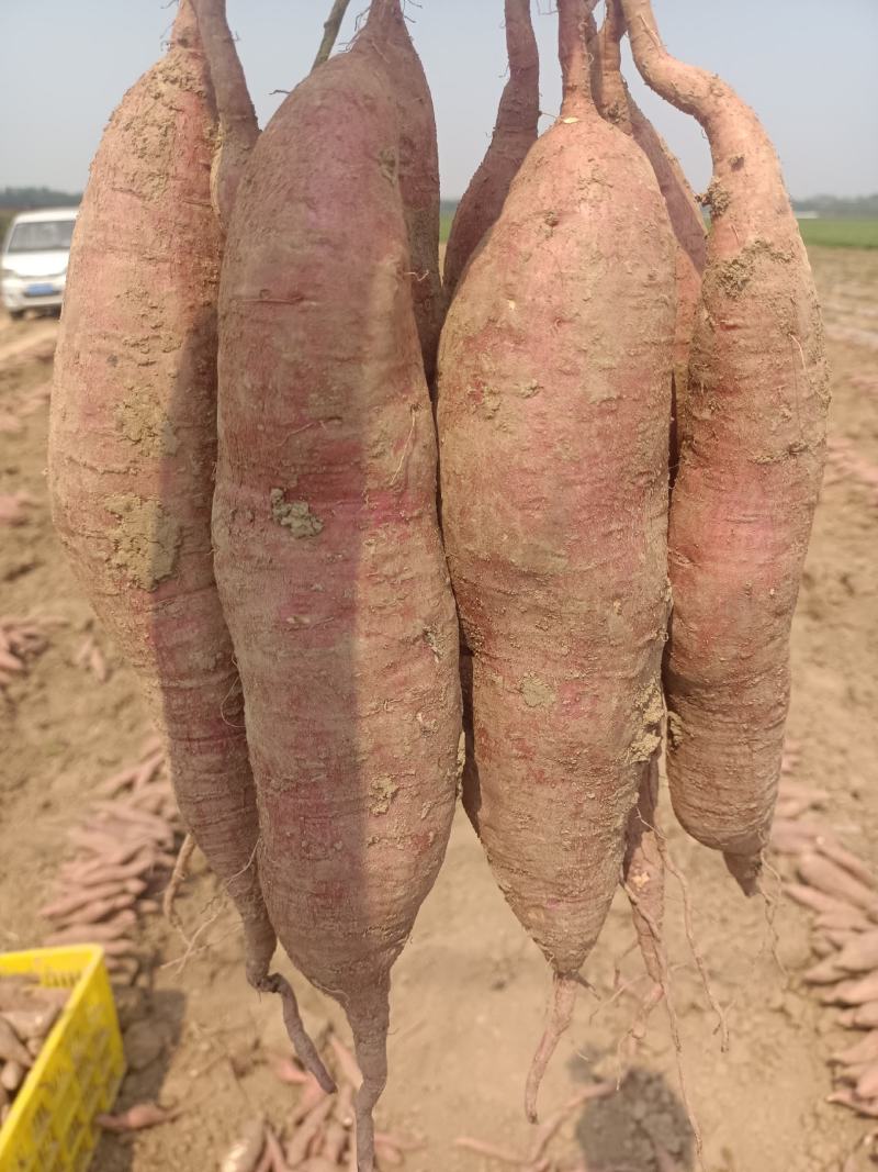 临潼板栗红薯大量上市，，干面甜无丝，保证质量，现挖现卖