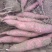 临潼板栗红薯大量上市，，干面甜无丝，保证质量，现挖现卖