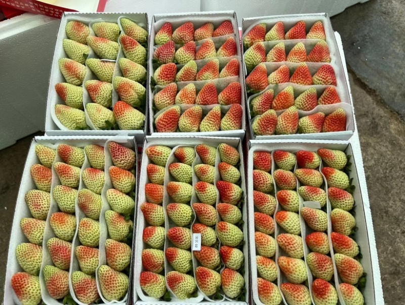 云南四季草莓蒙特瑞