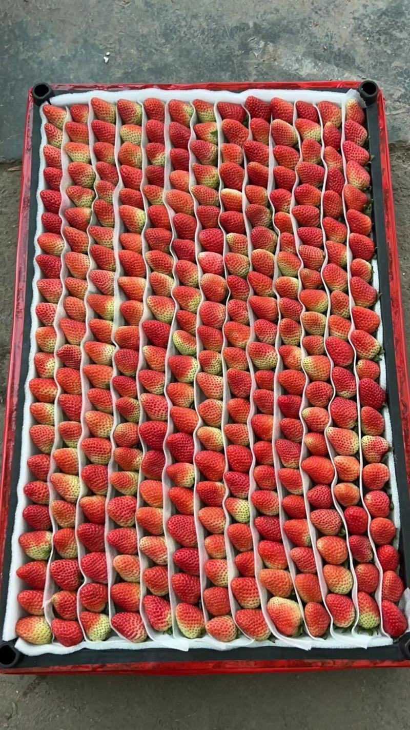 云南四季草莓蒙特瑞