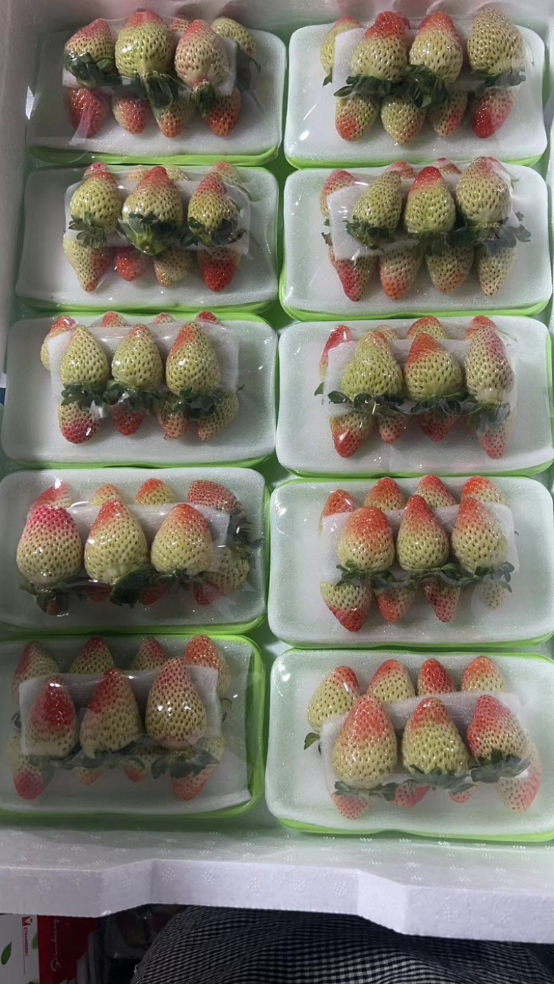 云南四季草莓蒙特瑞