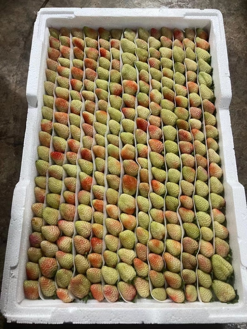 云南四季草莓蒙特瑞