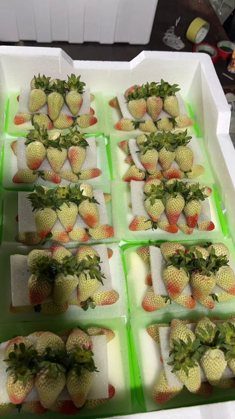 云南四季草莓蒙特瑞