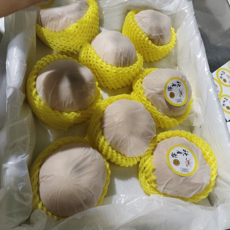 精品一件代发《山东秋月梨》原产地秋月梨，对接电商平台