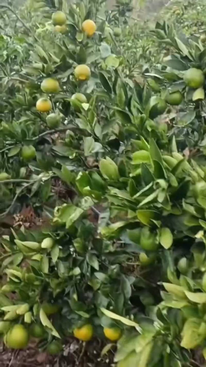 高山早熟柑桔蜜橘大量上市出货中，欢迎新老客户前来咨询