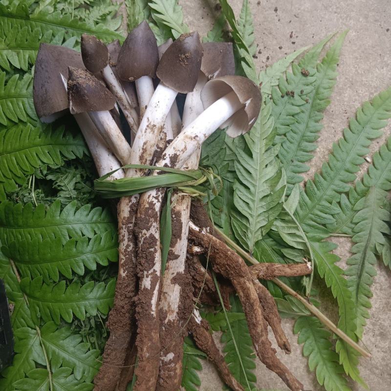 大量野生菌批发，一手货源