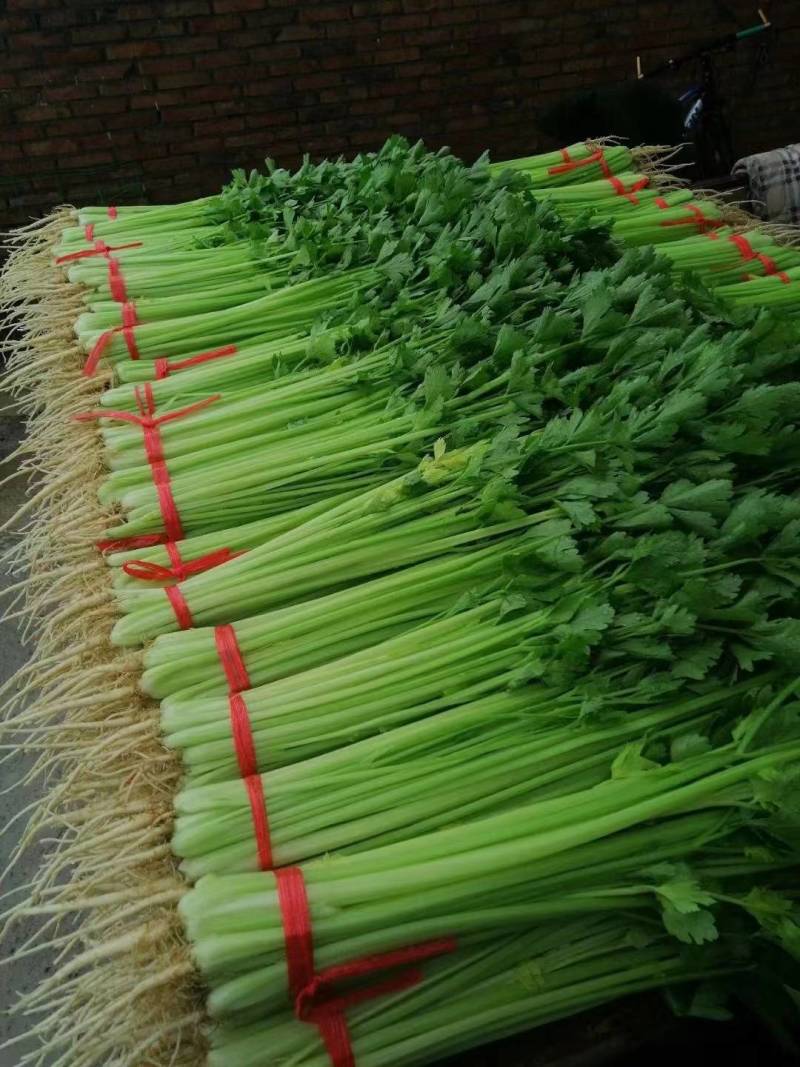 上海青，生菜，油麦菜，菠菜，