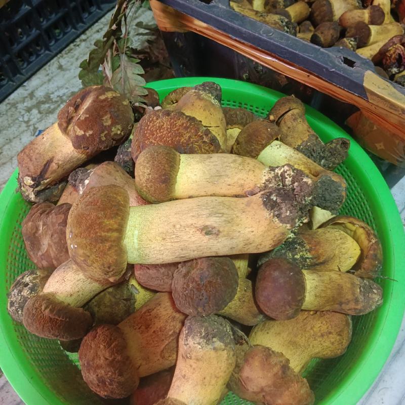 大量野生菌批发，一手货源