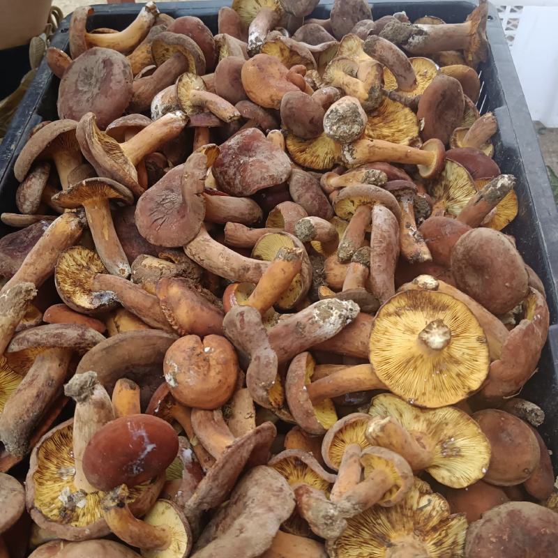 大量野生菌批发，一手货源