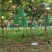 清园果希拉串4元一斤