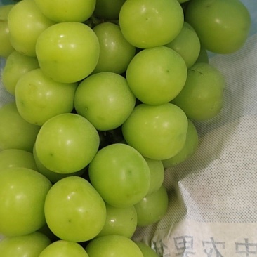 清园果希拉串4元一斤