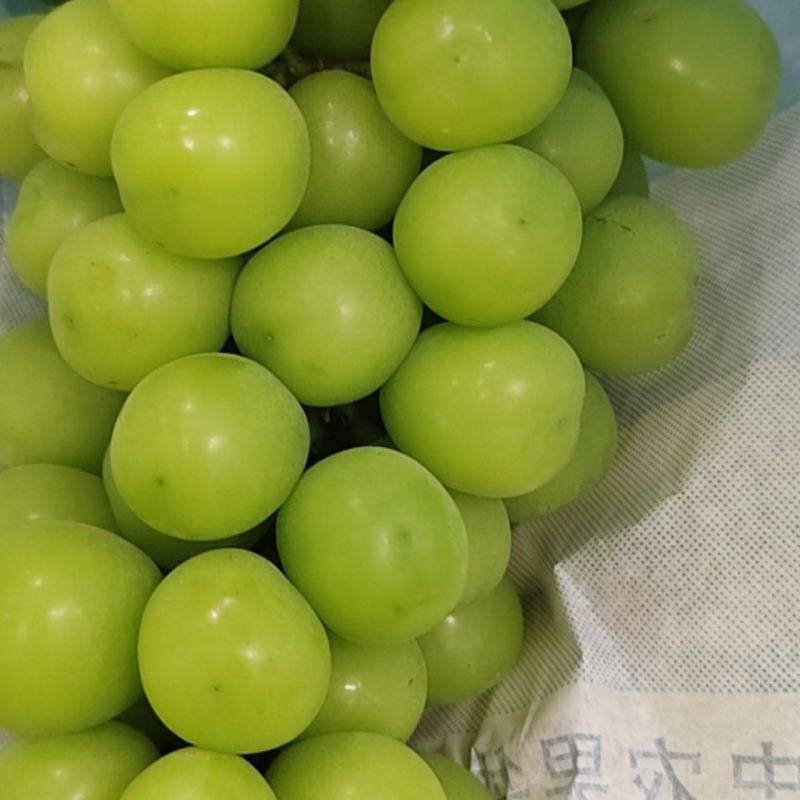 清园果希拉串4元一斤