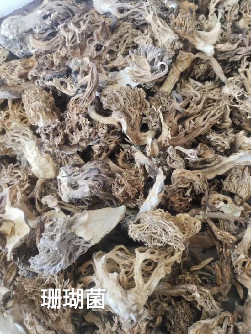 珊瑚菌，扫把菌.扫把菇，野生鹿茸菇，野生菌源产地批发，